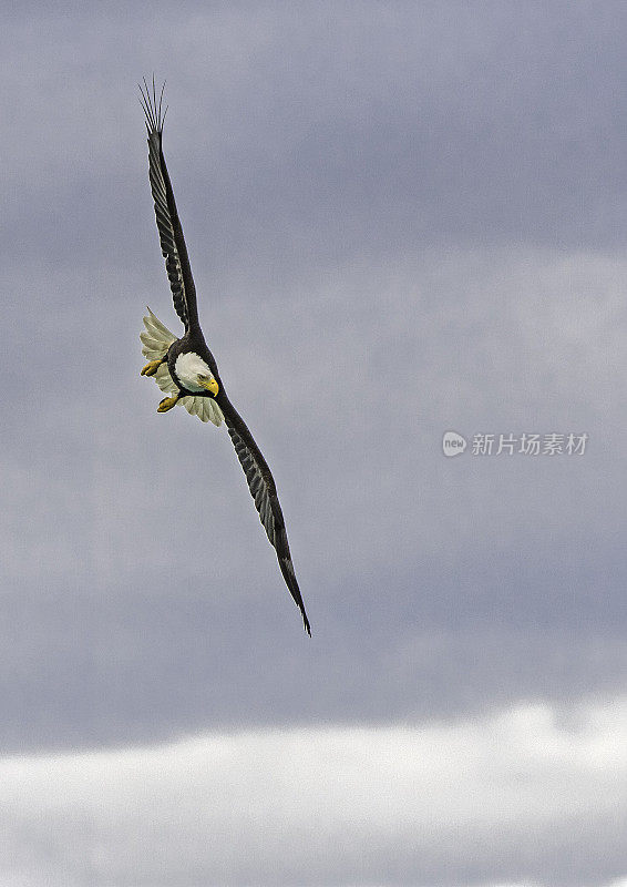 白头秃鹰(Haliaeetus leucocephalus)是一种猛禽，发现于阿拉斯加的锡特卡海峡上空，阿拉斯加。